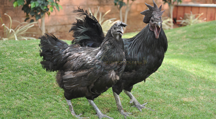 Livestock Farms in India kadaknath chicks for sell kadaknath poultry farm poultry livestock farm  Poultry farming in India