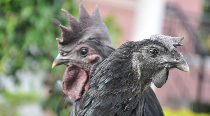 Livestock Farms in India kadaknath chicks for sell kadaknath poultry farm poultry livestock farm  Poultry farming in India