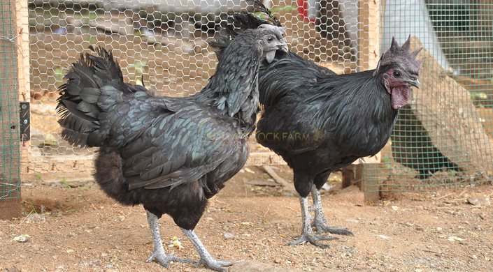 Livestock Farms in India kadaknath chicks for sell kadaknath poultry farm poultry livestock farm  Poultry farming in India