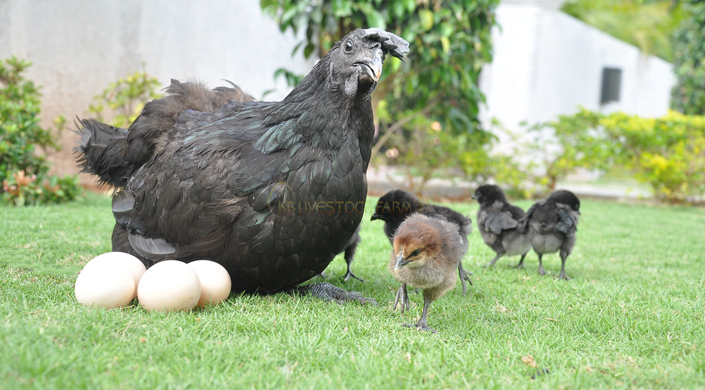 Livestock Farms in India kadaknath chicks for sell kadaknath poultry farm poultry livestock farm  Poultry farming in India