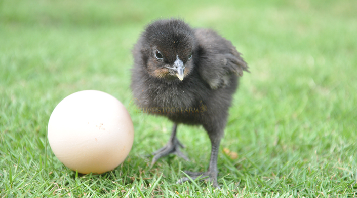 Livestock Farms in India kadaknath chicks for sell kadaknath poultry farm poultry livestock farm  Poultry farming in India