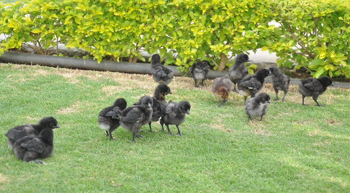 Livestock Farms in India kadaknath chicks for sell kadaknath poultry farm poultry livestock farm  Poultry farming in India